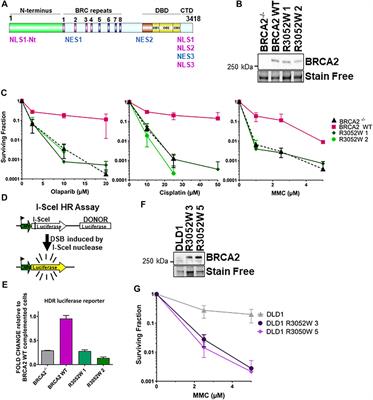 The Pathogenic R3052W BRCA2 Variant Disrupts Homology-Directed Repair by Failing to Localize to the Nucleus